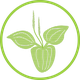 Groblad